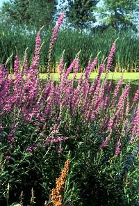 Lythrum plants