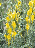 Dalmatian Toadflax