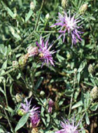 Diffuse Knapweed