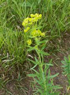 Leafy Spurge