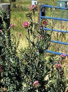 Musk Thistle