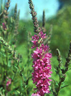 Purple Loosestrife