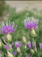 Russian Knapweed