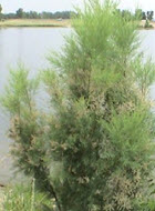 Saltcedar