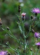 Spotted Knapweed