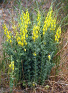 Yellow Toadflax