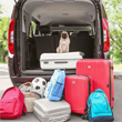 Thumbnail image of a dog sitting on luggage in the back of a vehicle