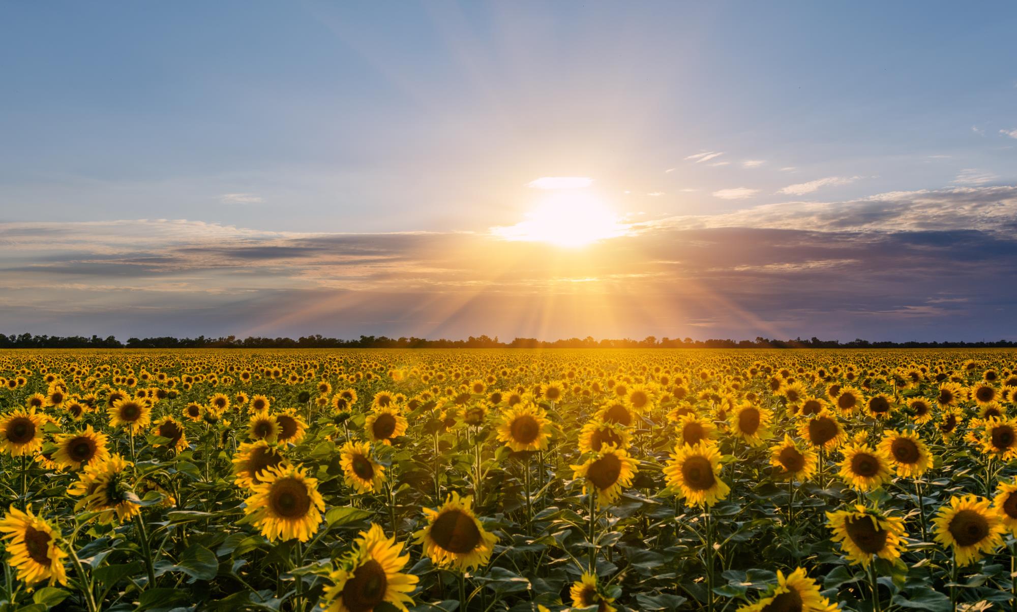 sunflower