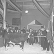 Thumbnail image of livestock auction in West Fargo in the 1950s